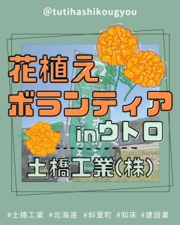 【🌱花植えボランティアに参加🎉】

こんにちは🤗
土橋工業です！

斜里町ウトロの沿道にマリーゴールドを植えるボランティア活動へ参加しました🥰
この日は気持ちのいい快晴☀️
マリーゴールドのオレンジ色がよく映えました🧡

地域の皆さんや観光で訪れる方々も、
花を通して少しでも明るい気持ちになっていただけたら嬉しいです😻

余った苗は持ち帰りOKだそうで、家にも植えてみました！🌱
さらに、ウトロの飲食店で利用できる割引券もいただけるんです…！🥰
来年も参加したい😏🧡

---------------------------------------
土橋工業(つちはしこうぎょう)株式会社
〒０９９－４１１５
北海道斜里郡斜里町光陽町５２番地２６
TEL：０１５２－２３－２１８８
---------------------------------------

#施工管理 #土木 #建築 #現場監督 #建設業 #建設会社 #社員募集中 #採用情報 #中途採用 #就職活動 #転職 #求人 #未経験 #建設業を盛り上げよう #建設業界の人と繋がりたい #土橋工業 #斜里町 #北海道 #知床 #オホーツク #道東 #網走市 #北海道に住みたい #建設ディレクター #ボランティア活動 #地域貢献 #マリーゴールド